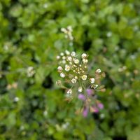 ナズナ,ホトケノザ,てんとう虫 ナナホシテントウ,てんとう虫 ナナホシテントウ,なずな(ぺんぺん草)の画像