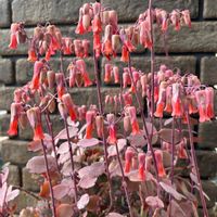 胡蝶の舞,多肉植物,ニコボロスの画像