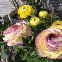 アネモネ,アリッサム,ラナンキュラス,パンジー,ラナンキュラス・綾リッチの画像