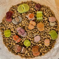 サボテン,リトープス,リトープス,リトープス属の画像