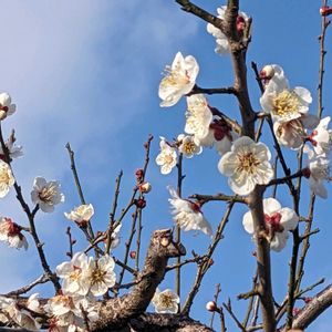 梅の花,散歩,お散歩,春の訪れ,NO GREEN  NO LIFEの画像