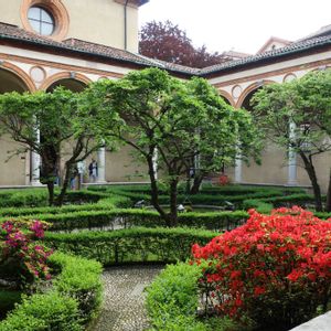 コブシ,ミラノ,六弁花,白い花,緑のある暮らしの画像