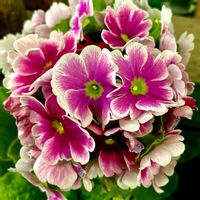 プリムラオブコニカ,プリムラオブコニカ,プリムラオブコニカ,花のある暮らし,寒いの画像