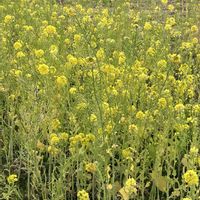 クリスマスローズ,ロウバイ,菜の花,ナノハナ,散歩道の画像
