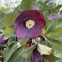 クリスマスローズ,クリスマスローズ,クリスマスローズ   シングル,クリスマスローズ   シングル,ベランダガーデニングの画像