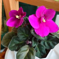 セントポーリア,ハオルチア,チランジア　ストリクタ,十二の巻,かわいい♡の画像