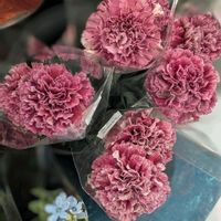 カーネーション,カーネーション,ルピナス,ルピナス,ルピナスの画像