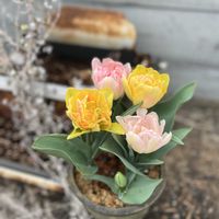 スウィートチューリップ　フォクシーフォックストロット,スウィートチューリップ　フォックストロット,ガーデニング,咲いた！,庭の花の画像