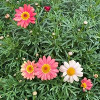 ボンザマーガレットの画像