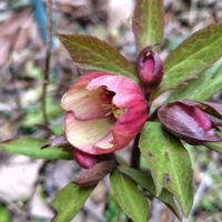 クリスマスローズ,開花,多年草,大好きな花の画像