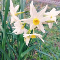 ガジュマル,胡蝶蘭,水仙,デンドロビューム,アボカド鉢植えの画像