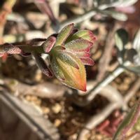 多肉植物いろいろ,キンコウセイの画像
