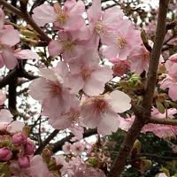 河津桜,河津桜,カワヅザクラ,開花,可愛いの画像