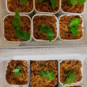 ビカクシダ コロナリウム,ビカクシダ リドレイ,板付け,ビカクシダ普及委員会, ビカクシダの画像