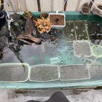 イワヒバ,サギソウ,タコノアシ,ミツガシワ,ウォーターバコパの画像