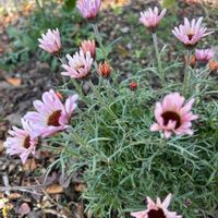 ローダンセマム,ナチュラルガーデン,冬を楽しむ,お庭の花たち,花と暮らすの画像