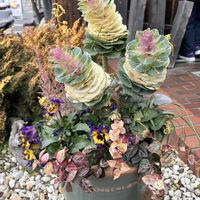 大根, ブロンズ姫,スプリングタイム,星姫,備忘録の画像