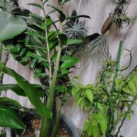 エアープランツ,シンゴニウム,シンゴニウム,モンステラ,ミルクブッシュの画像