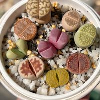 エケベリア,リトープス,多肉植物,エケベリア属,多肉植物 エケベリアの画像