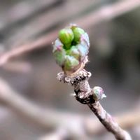 ハナミズキ,ウグイスカグラ,ミヤマウグイスカグラ,ハナミズキ（花水木）,深山鶯神楽の画像