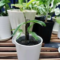 エバーフレッシュ,育成ライト,観葉植物,初心者,自然光の画像