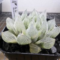 多肉植物,ハオルチア属,ハオルシア属     ,多肉中毒,ガチンコハオルチアクラブの画像