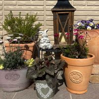 パンジー,ローダンセマム エルフピンク,アカシアテレサ,シクラメン  スワン,ビジューマムの画像