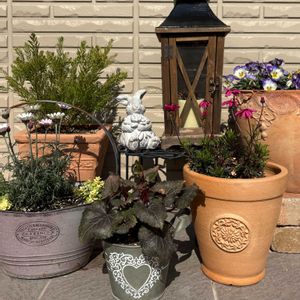 パンジー,ローダンセマム エルフピンク,アカシアテレサ,シクラメン  スワン,ビジューマムの画像