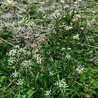 ナズナ,通り道の田んぼに,病院帰り､ゆめタウンへ行く途中での画像