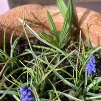 バビアナ,ムスカリ,球根植物,キジカクシ科,春は紫の画像