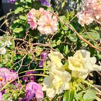 キンギョソウ,クローバー,ネメシア,ハボタン,パンジーの画像