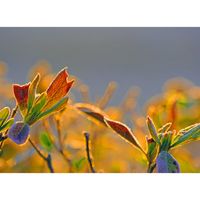 サツキ,広い庭の画像