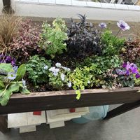 ネモフィラ,プリムラ　ジュリアン,オステオスペルマム,シクラメン・しくらめんの画像