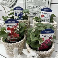 サントリー　セネッティ,コンテナガーデン,花が好き,セネッティ,サントリー フラワーズの画像