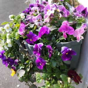 パンジー・ビオラ,鉢植え,ハンギングバスケット,かわいい花,ポカポカ陽気の画像