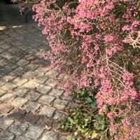 エリカ,今日も元気で,お花に癒されて^ ^,のんびり時間,すてきな日々を♪の画像