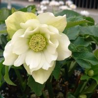 クリスマスローズ,花のある暮らし,ドライフラワーのある暮らし,玄関アプローチの画像