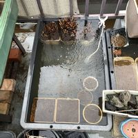 カキツバタ,ミソハギ,ミツガシワ,セキショウ,ウォーターコインの画像