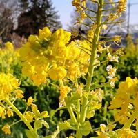 ツワブキ,ツワブキ,菜の花,菜の花,ビオラの画像