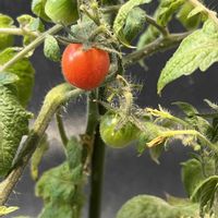 ミニトマト,リビング・ダイニングの画像