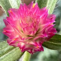 センニチコウ,センニチコウ,鉢植え,ピンク,癒しの画像