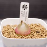 コノフィツム,ブルゲリ,コノフィツム・ブルゲリ,多肉植物,メセンの画像