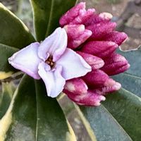 クリスマスローズ,クリスマスローズ,ジンチョウゲ,ジンチョウゲ,ヒイラギナンテンの画像