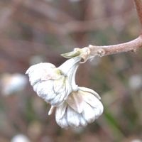 ミツマタ,ミツマタの蕾,GSに感謝。,植物観察,植物散策の画像