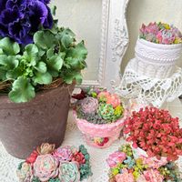 多肉植物,多肉の寄せ植え,ベランダガーデン,紅葉多肉,ベランダの画像