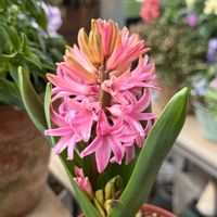 ヒヤシンス,ヒヤシンス,ベランダガーデニング,バルコニーガーデニング,ベランダの画像