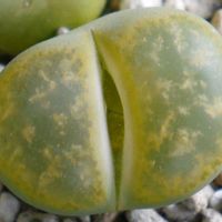 リトープス アルビニカ,曲玉,リトープス　ロキシー,多肉植物,珍奇植物の画像