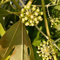ヤツデ,大好きな花,シルエット❤︎,風の中,ヒカリの画像