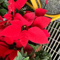 ポインセチアの画像