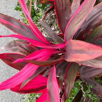 コルジリネの画像